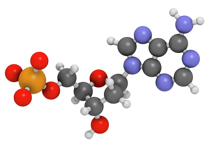 Adenine Photograph - Deoxyadenosine Monophosphate Molecule #3 by Molekuul