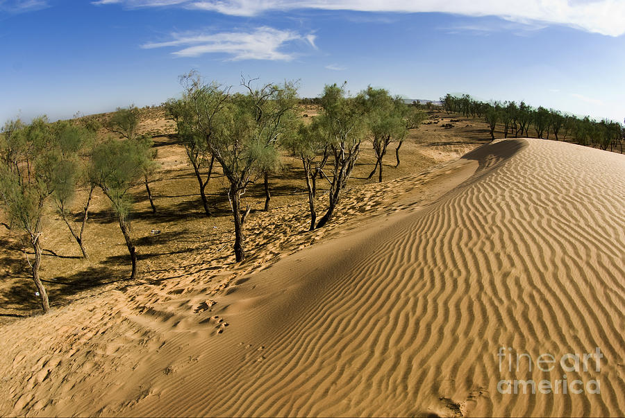 Desert Tamarix trees #3 Photograph by Dan Yeger