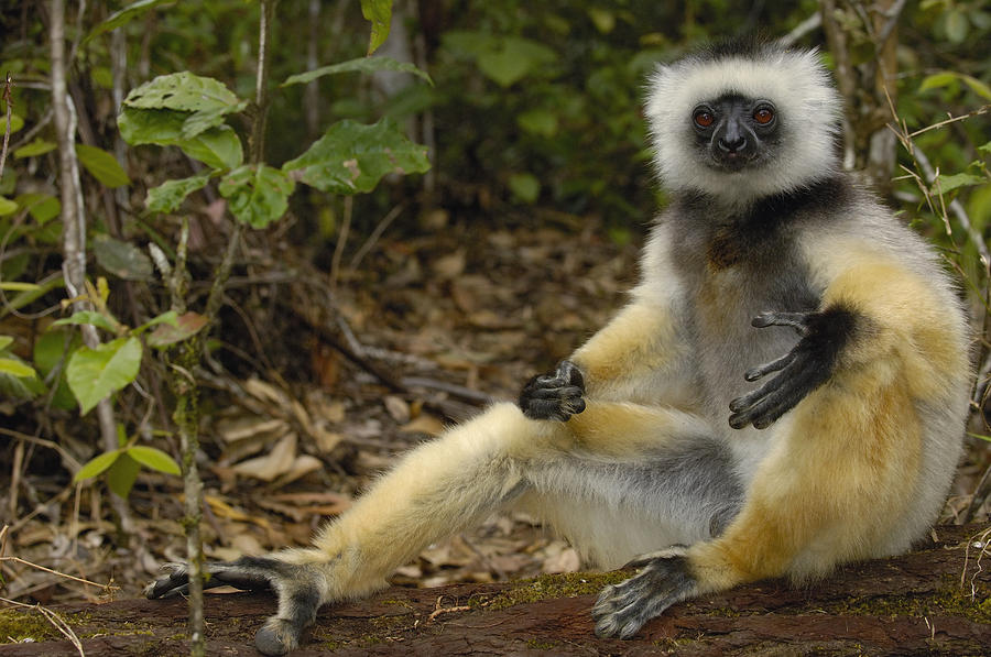 Diademed Sifaka Madagascar #3 Photograph by Pete Oxford