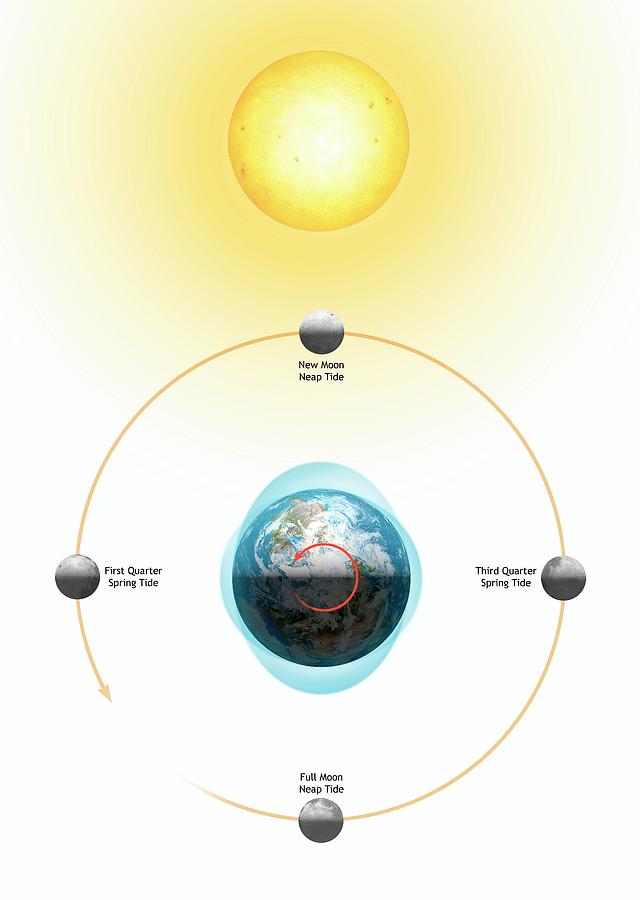 Diagram Showing The Lunar Tides Photograph By Mark Garlickscience
