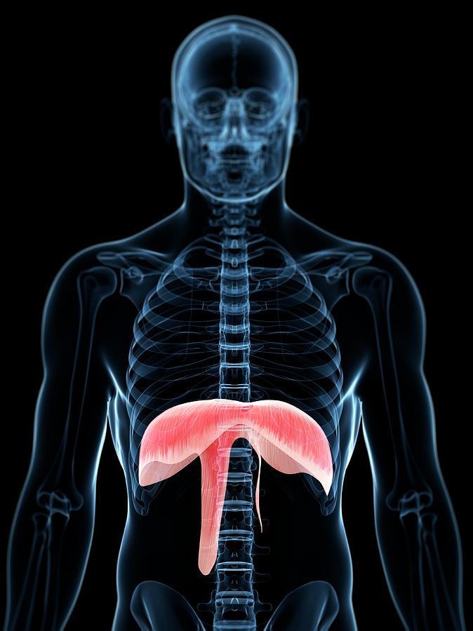 Diaphragm #3 by Sciepro/science Photo Library