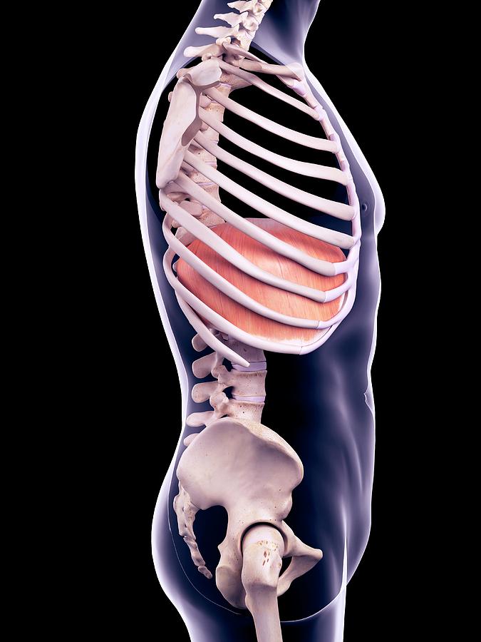 Diaphragm #3 Photograph by Sebastian Kaulitzki/science Photo Library