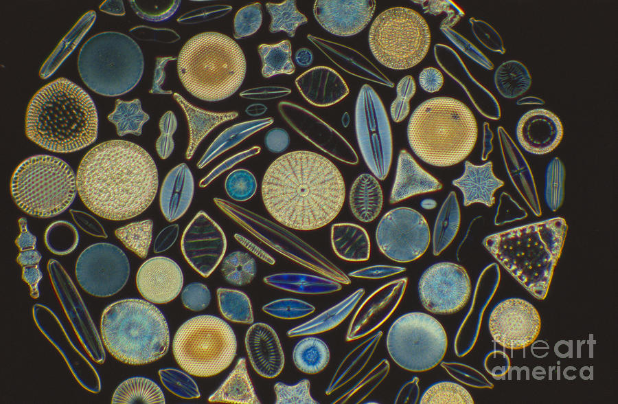 Diatoms #3 Photograph by Kent Wood