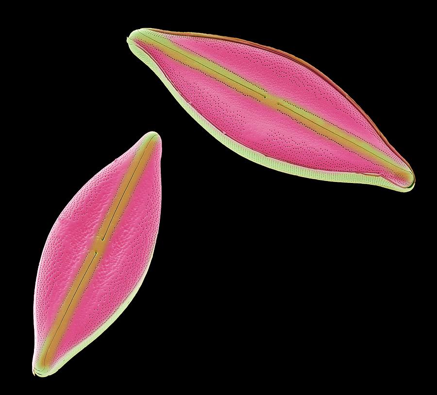Alga Photograph - Diatoms #3 by Steve Gschmeissner