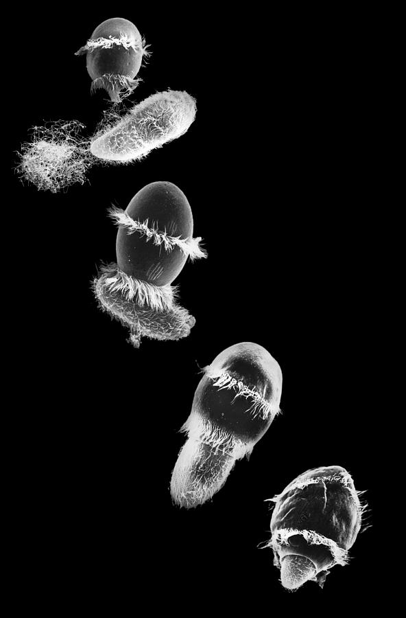 Didinium Ingesting Paramecium #3 Photograph by Greg Antipa