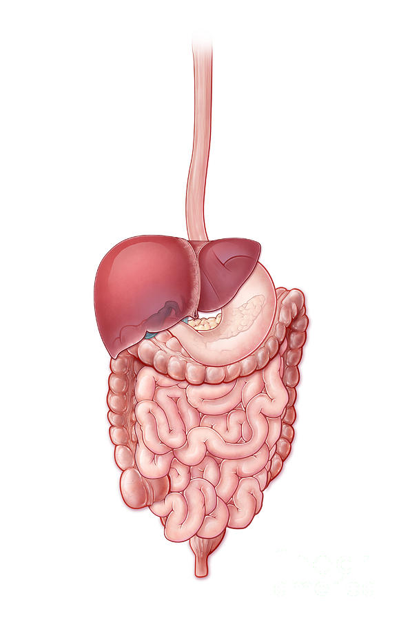 Digestive System, Illustration #3 Photograph by Evan Oto