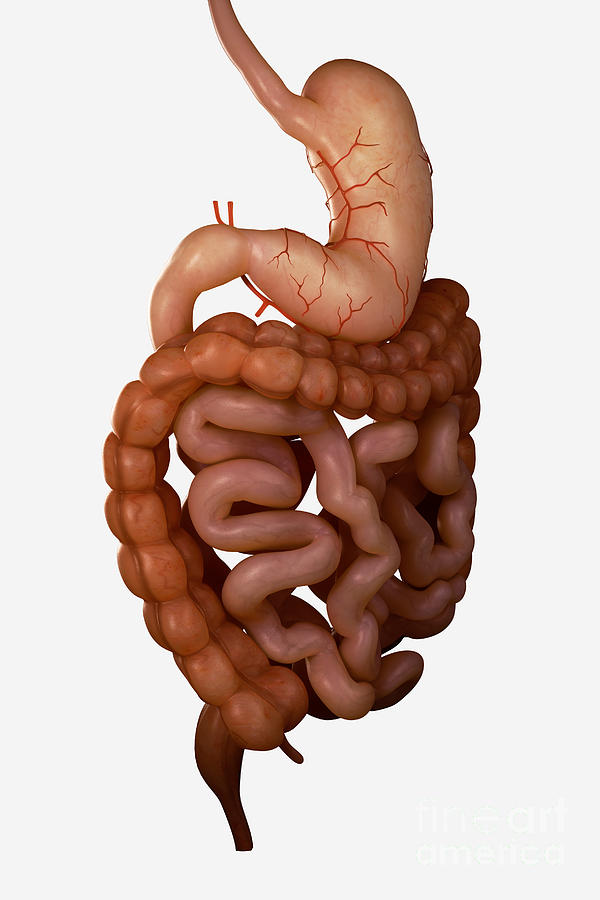 Digestive System #3 Photograph by Science Picture Co
