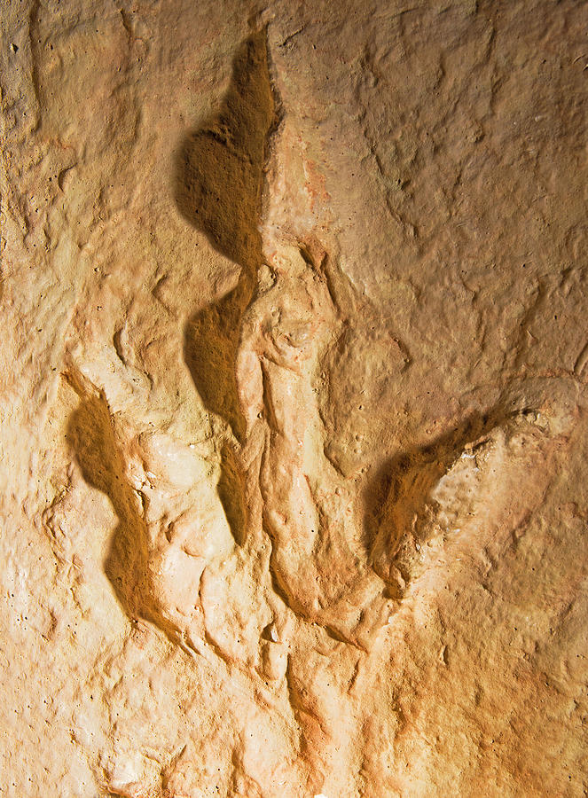 Dinosaur Footprint Fossil #3 Photograph by Millard H. Sharp