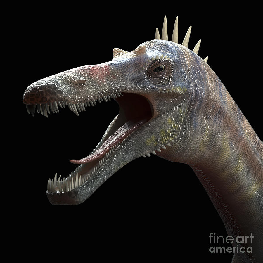 Dinosaur Suchomimus #3 Photograph by Science Picture Co