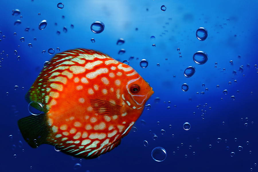 Discus fish #3 Photograph by Heike Hultsch