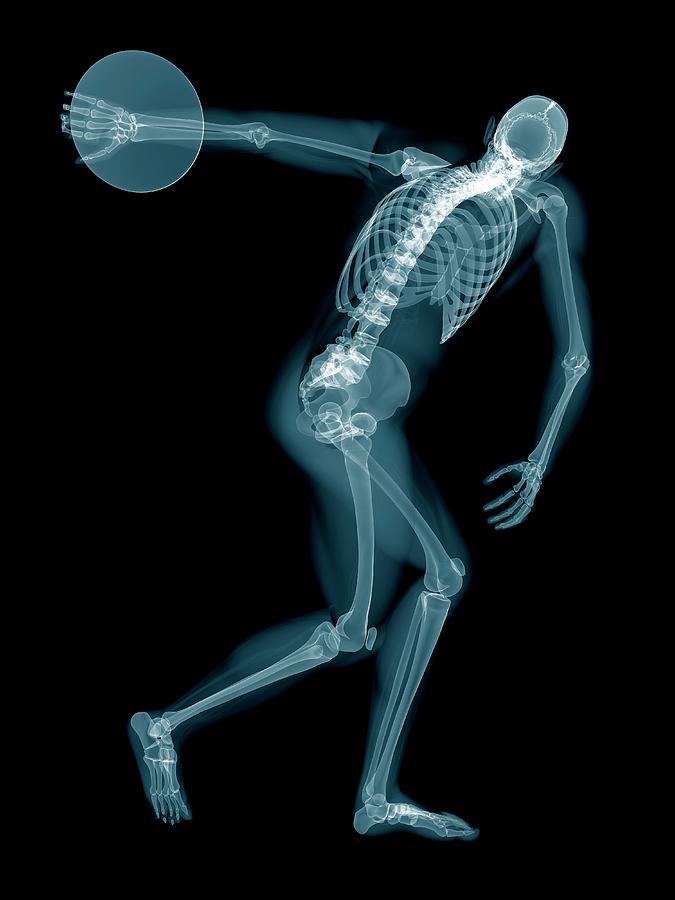 Athlete Photograph - Discus Throwers Skeletal System #3 by Sebastian Kaulitzki/science Photo Library