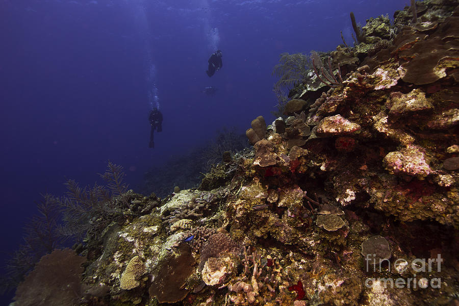 Divers Reef #5 Photograph by JT Lewis