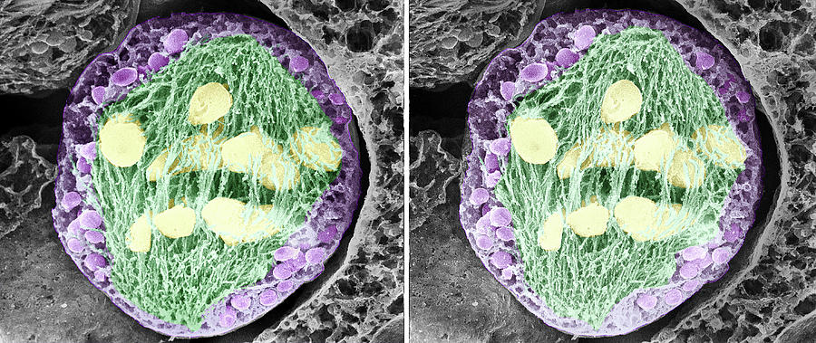 Nature Photograph - Dividing Pollen Cell #3 by Professor T. Naguro