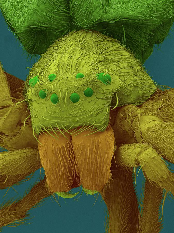 Diving Bell Spider (argyroneta Aquatica) #3 Photograph by Dennis Kunkel Microscopy/science Photo Library