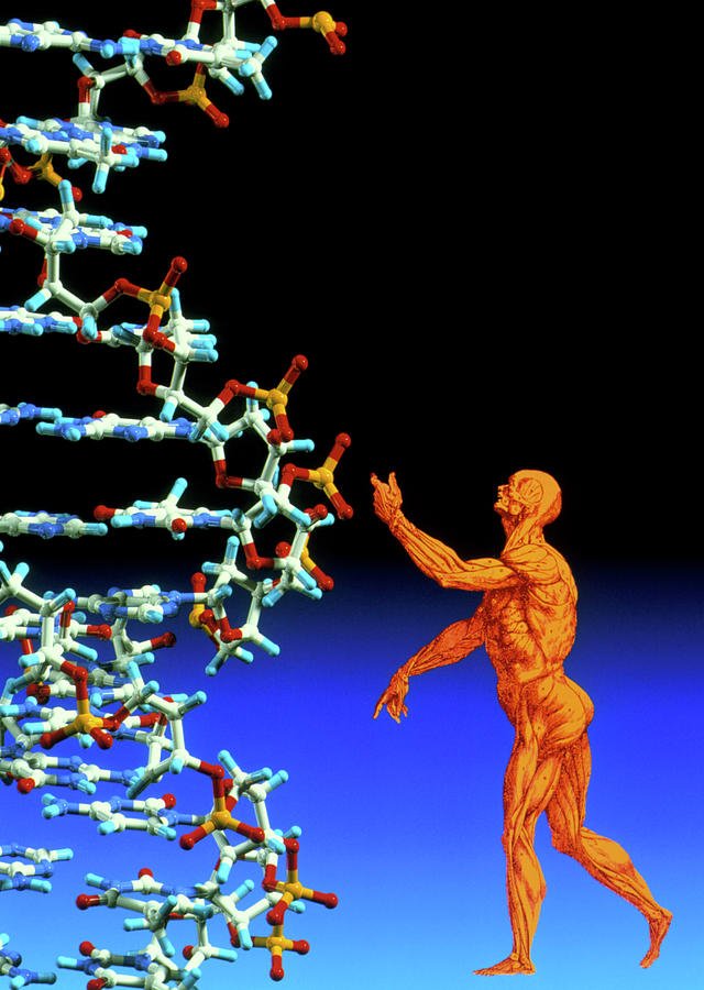 Dna And Human Body Photograph By Alfred Pasiekascience Photo Library