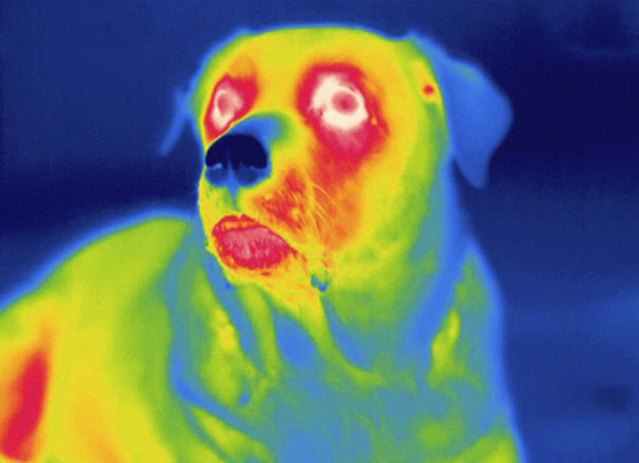 Dog, Thermogram #3 Photograph by Science Stock Photography
