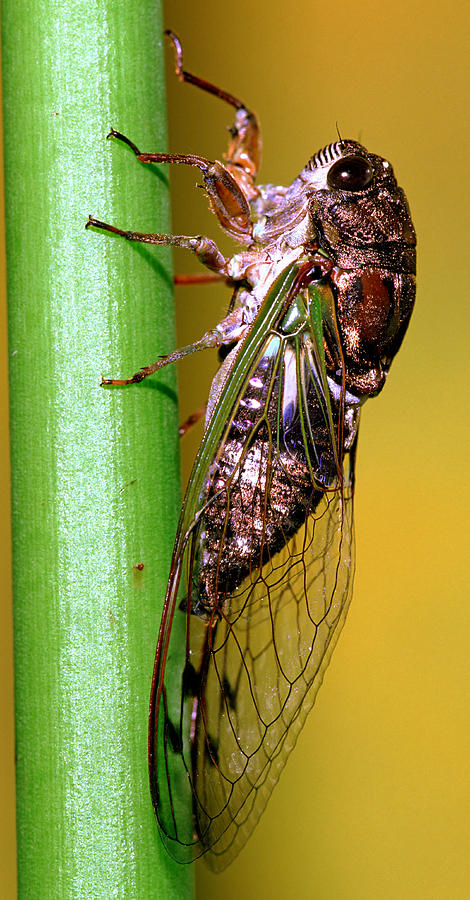 Dogday Harvestfly Cicada #3 Photograph by Millard H. Sharp