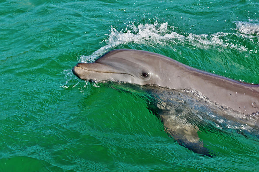 Wildlife Photograph - Dolphin In The Ocean, Roatan Island #3 by Keren Su