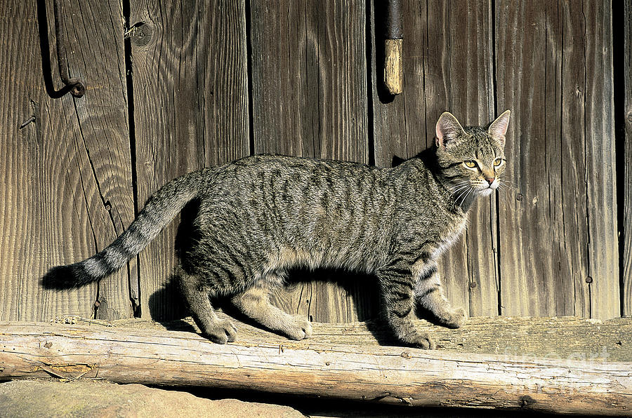 Domestic Cat #3 Photograph by Tierbild Okapia