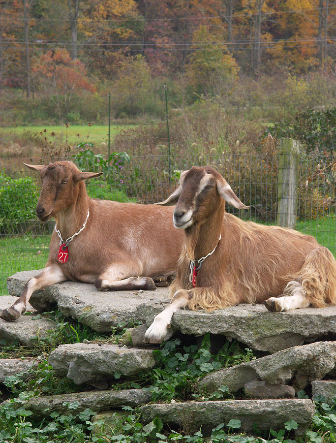 Domestic Nubian Dairy Goats Photograph by Bonnie Sue Rauch Fine Art