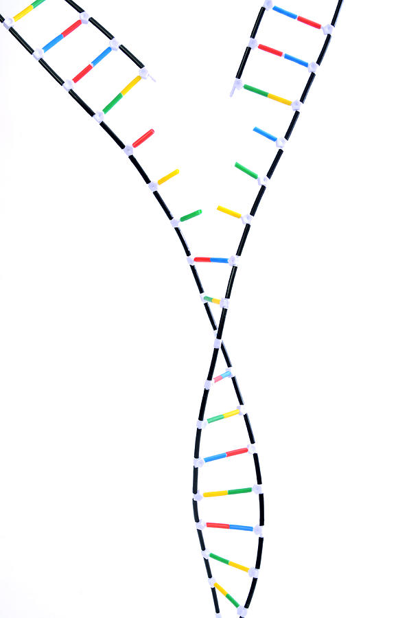 Double Helix Dna Model #3 Photograph by Science Source