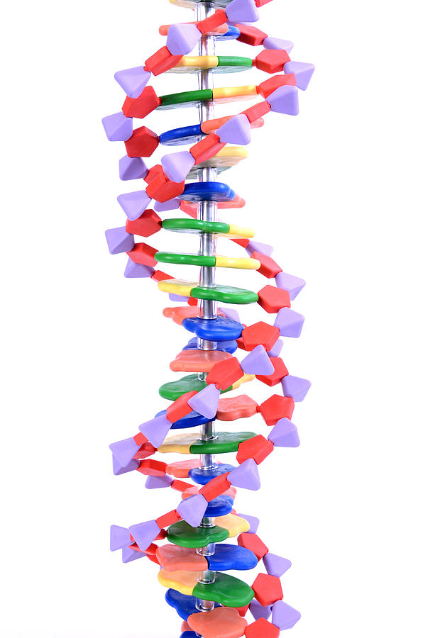 Double Helix Dna Molecular Model #3 Photograph by Science Source