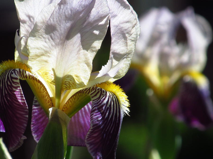Double Irises #3 Photograph by Alfred Ng