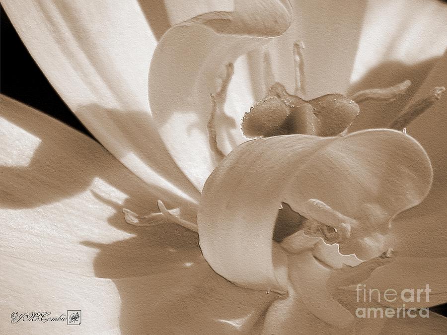 Nature Photograph - Double Late Tulip named Angelique #3 by J McCombie