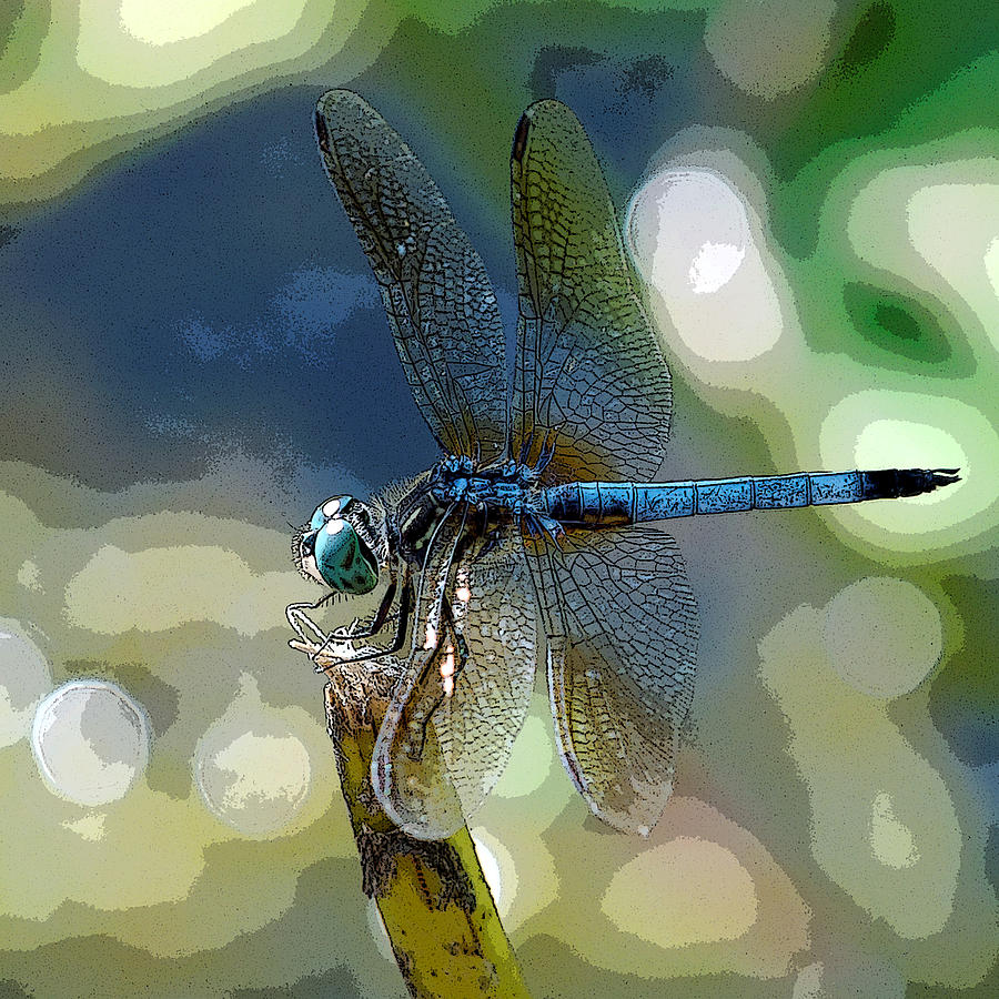 Retro Dragonfly Elegance Photograph