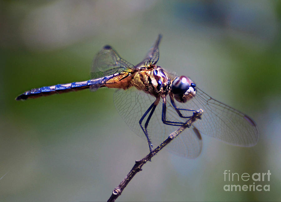 Dragonfly #5 Photograph by Savannah Gibbs