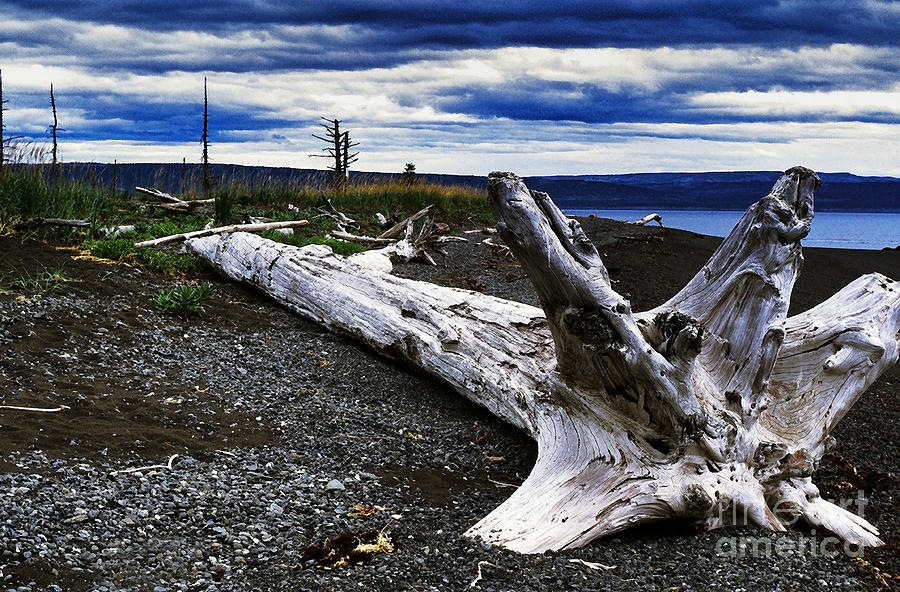 Driftwood on Beach #3 Photograph by Thomas R Fletcher
