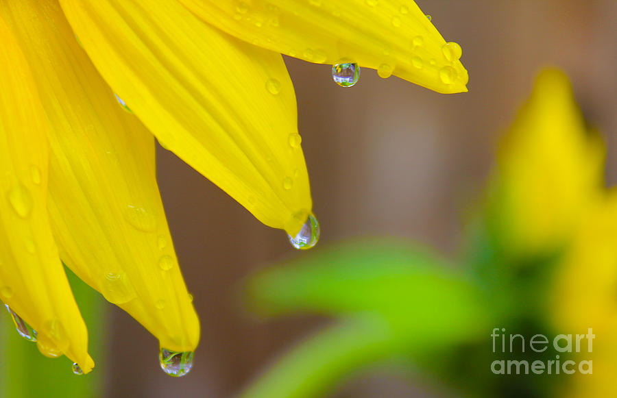 3 Drops After the Rain Photograph by Nina Silver