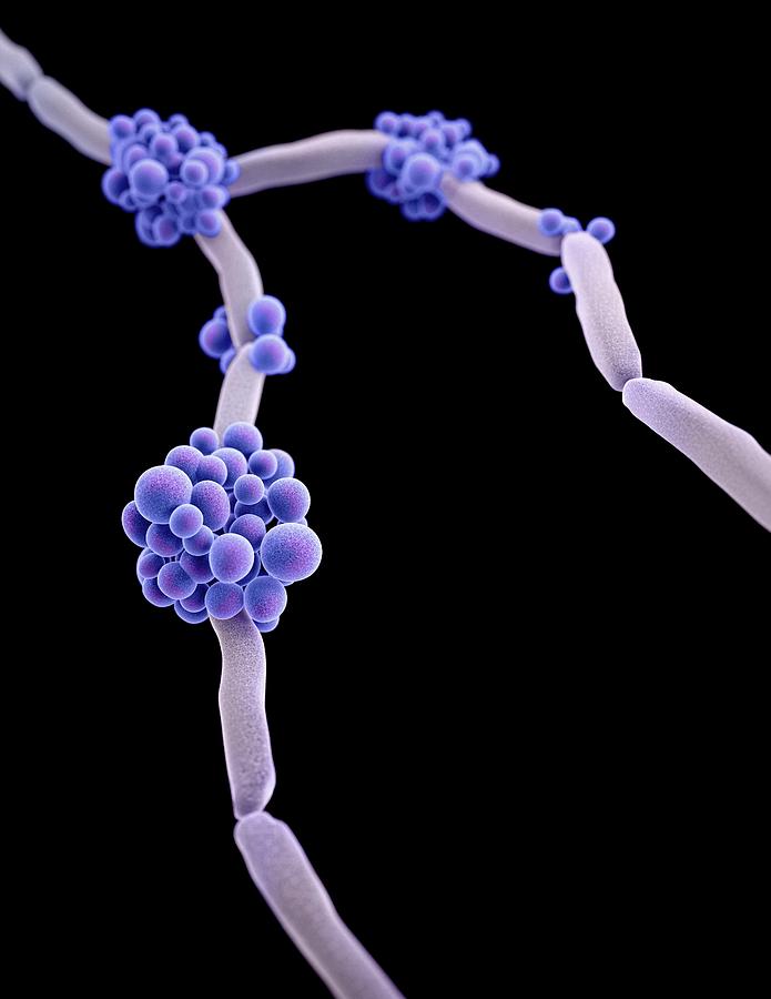 Drug-resistant Candida Fungus #3 Photograph by Cdc/ Melissa Brower