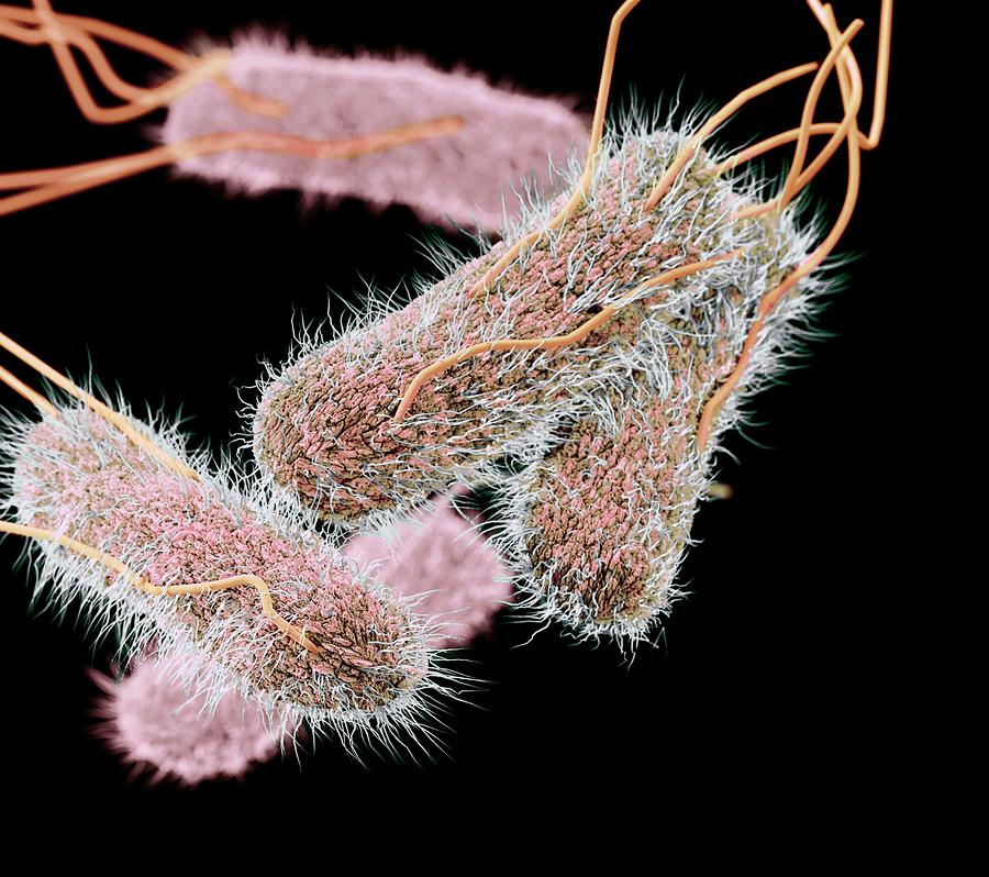 Drug-resistant Salmonella Bacteria by Cdc/ Melissa Brower.