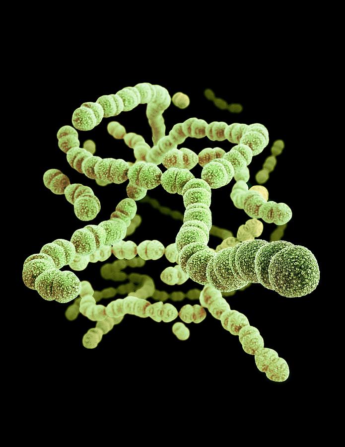 Drug-resistant Streptococcus Bacteria #3 Photograph by Cdc/ Melissa Brower