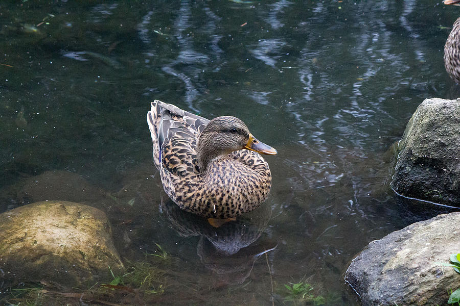 Duck #3 Photograph by Susan Jensen