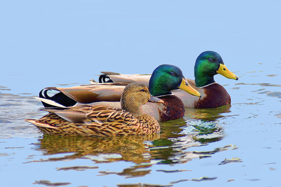 3 Ducks Photograph by Gene Zonis