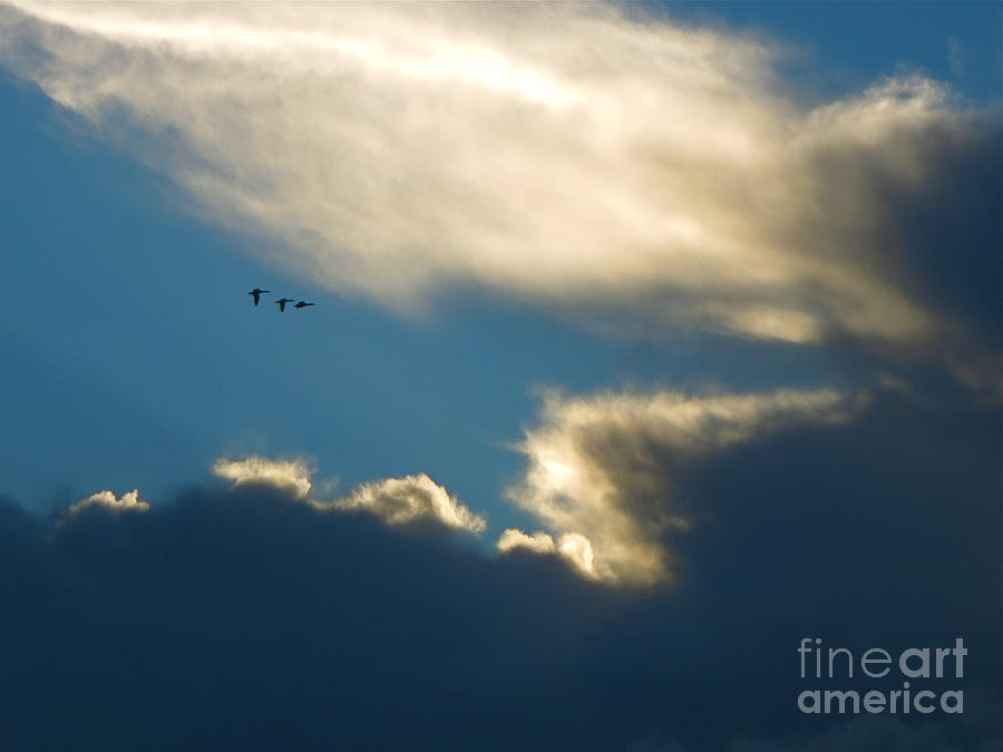 3 Ducks in the Clouds Photograph by Robert Birkenes