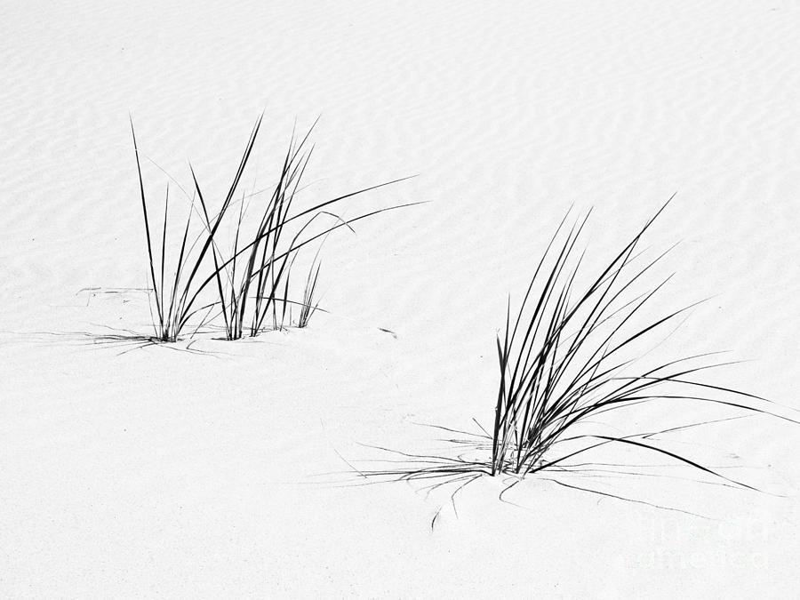 Dune Photograph by Ann Horn