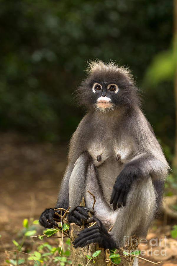 Dusky Leaf Monkey #3 Photograph by Tosporn Preede