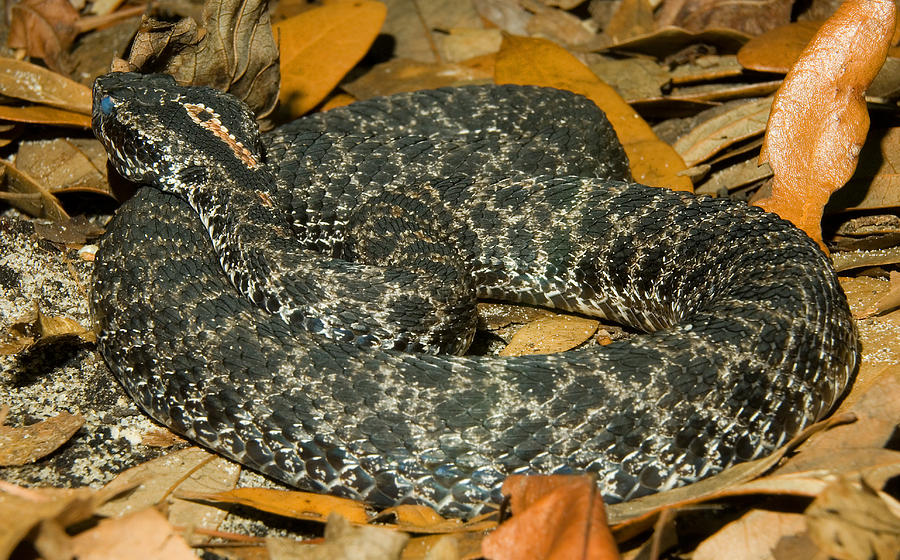 Dusky Pigmy Rattlesnake Photograph by Millard H. Sharp - Fine Art America