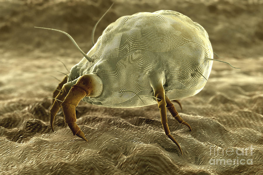 Dust Mite #3 Photograph by Science Picture Co