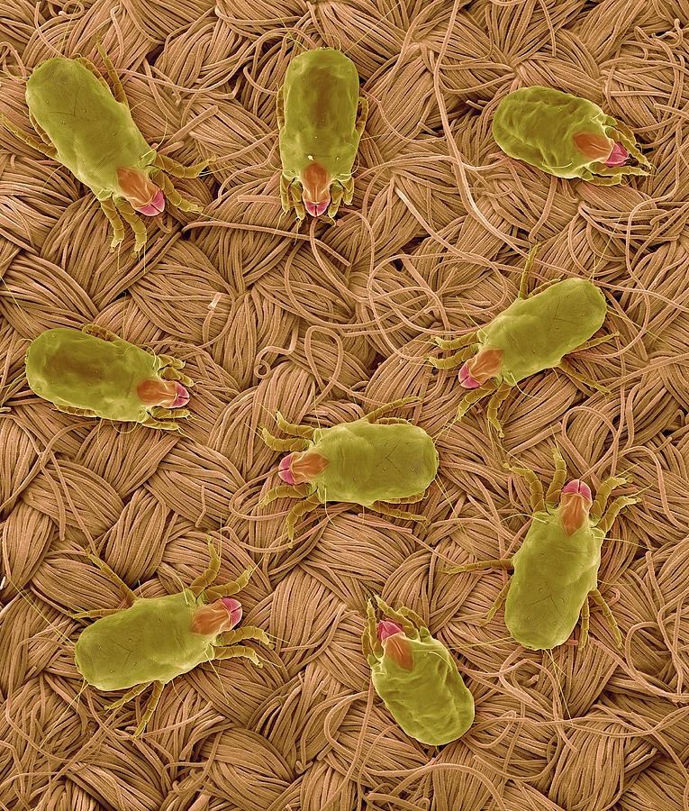 Dust Mites On Wool Fabric Photograph by Dennis Kunkel Microscopy