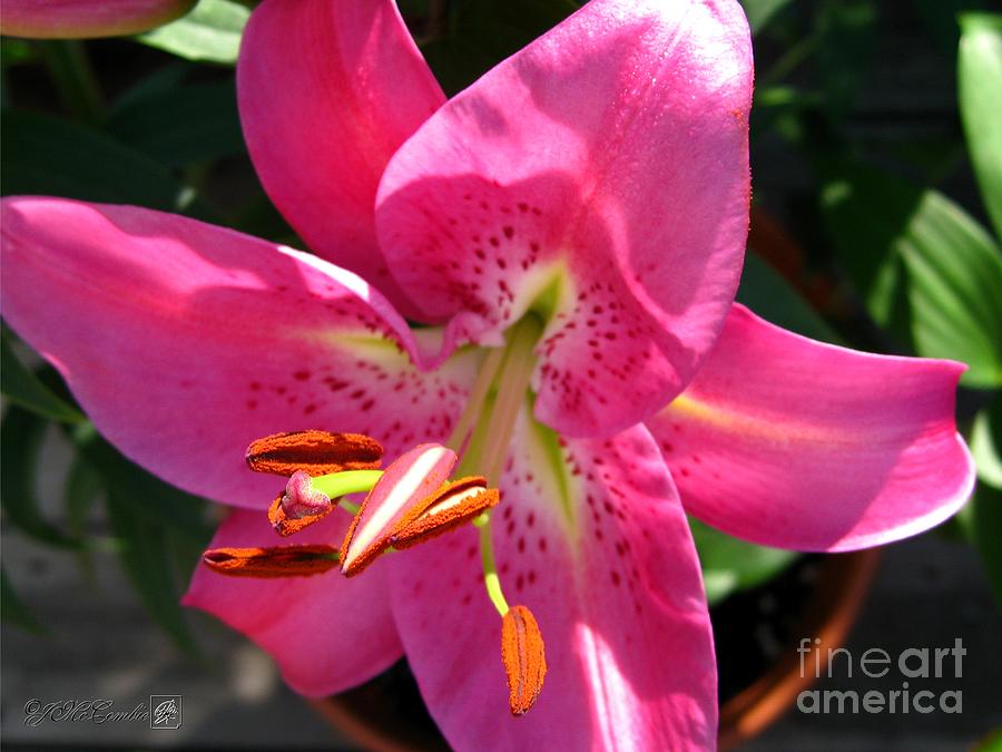 Dwarf Oriental Lily named Farolito Photograph by J McCombie - Fine Art ...