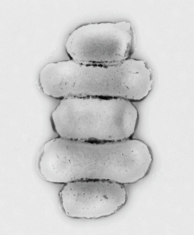 Escherichia Coli Photograph - E. Coli Bacteria #3 by Centre For Infections/public Health England/science Photo Library