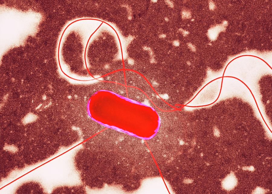 Escherichia Coli Photograph - E. Coli Bacterium #3 by Centre For Infections/public Health England/science Photo Library