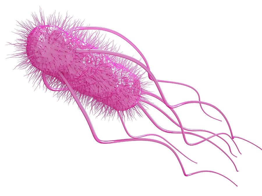 Bacilli Photograph - E. Coli Bacterium by Maurizio De Angelis.
