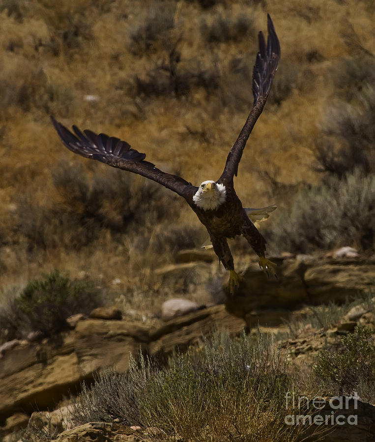 Eagle Lift Off Photograph by J L Woody Wooden