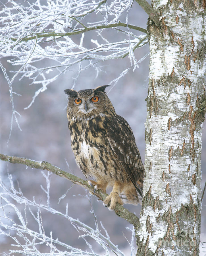 Eagle Owl #1 Photograph by Hans Reinhard