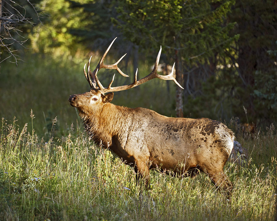 Early Morning Bull Elk Photograph by Gary Langley - Fine Art America